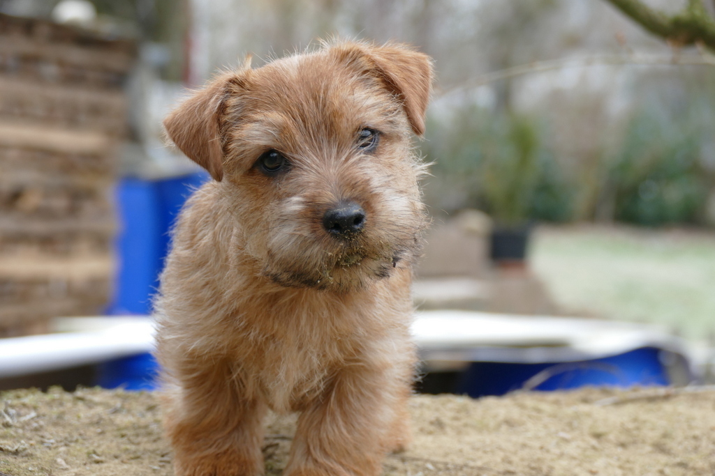 Norfolk Terrier Home