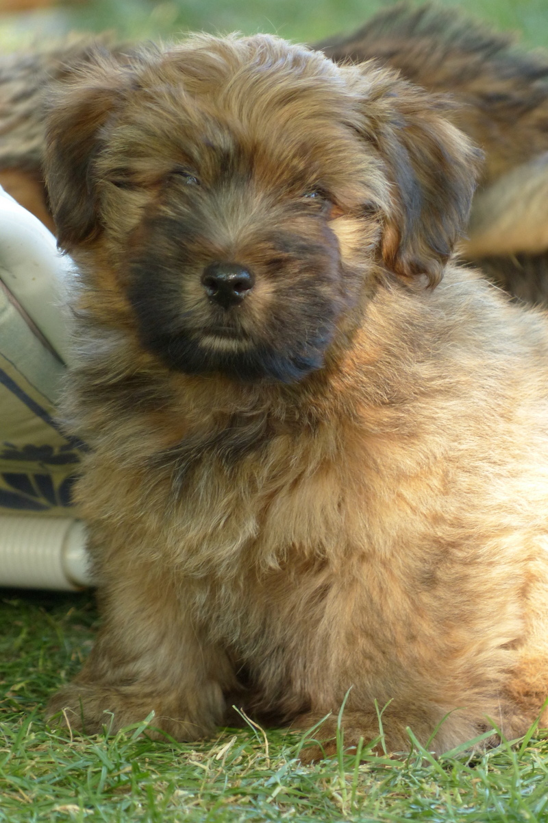 Norfolk Terrier Norfolk Fluffy Raritäten